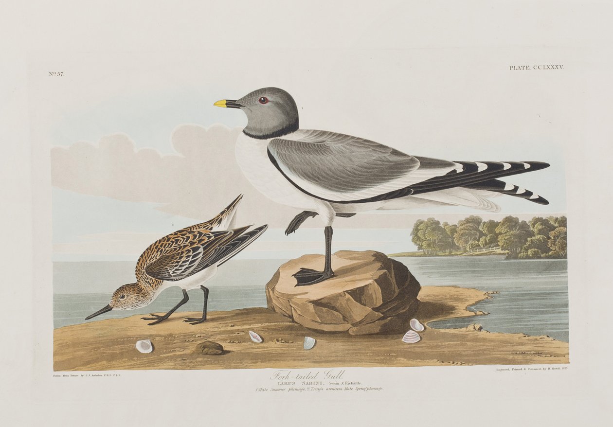 Illustration från "Birds of America" av John James Audubon