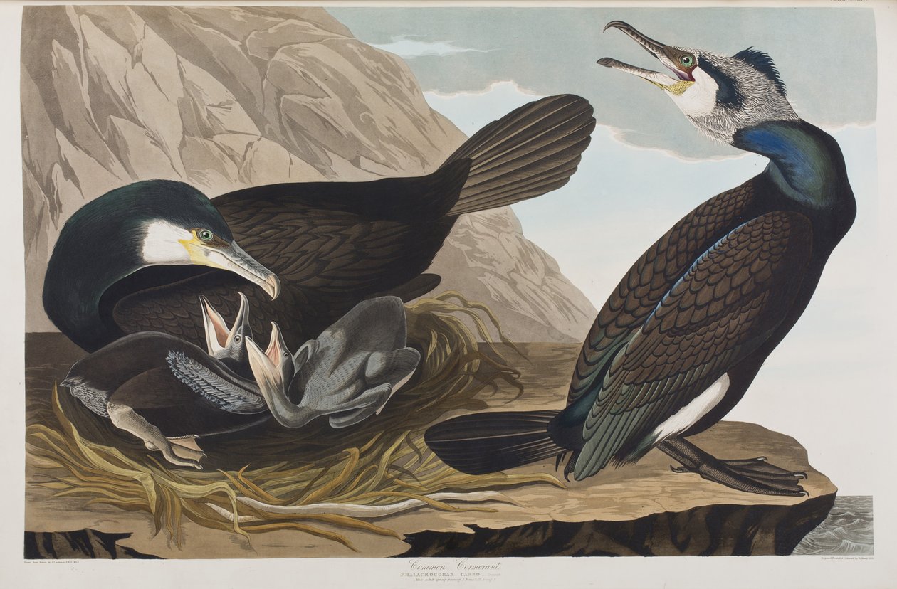 Illustration från "Birds of America" av John James Audubon