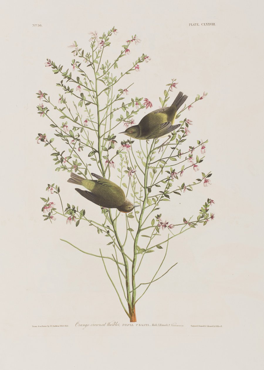 Illustration från "Birds of America" av John James Audubon