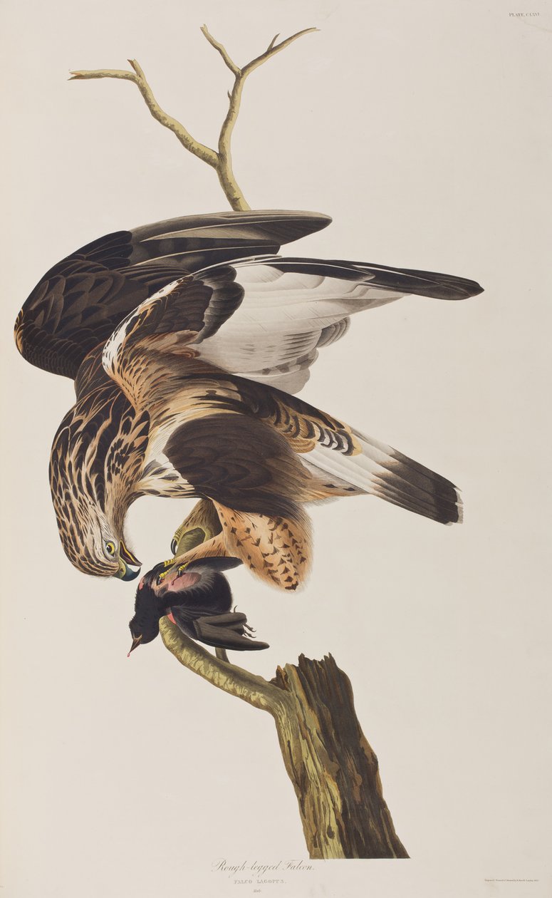 Illustration från "Birds of America" av John James Audubon
