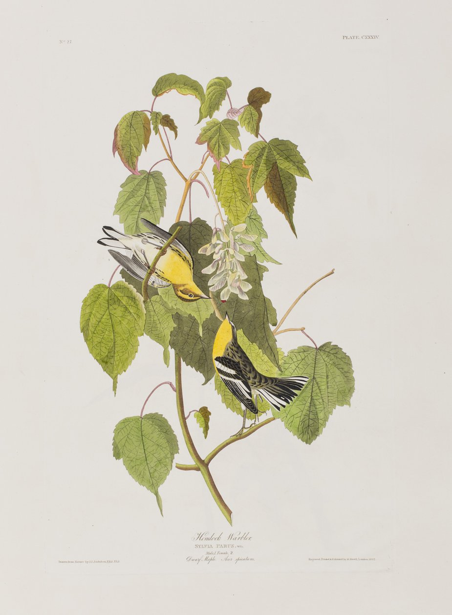 Illustration från "Birds of America" av John James Audubon