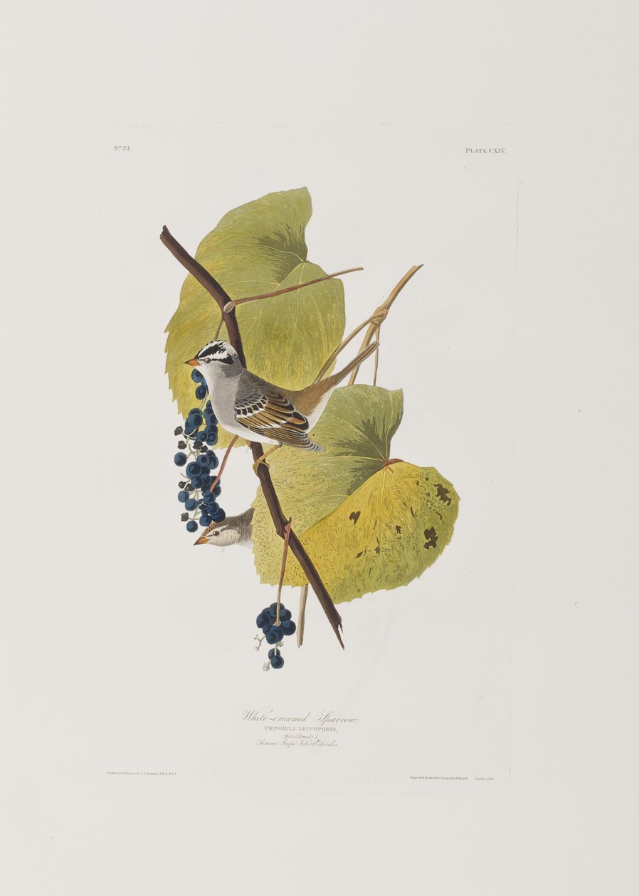 Illustration från "Birds of America" av John James Audubon