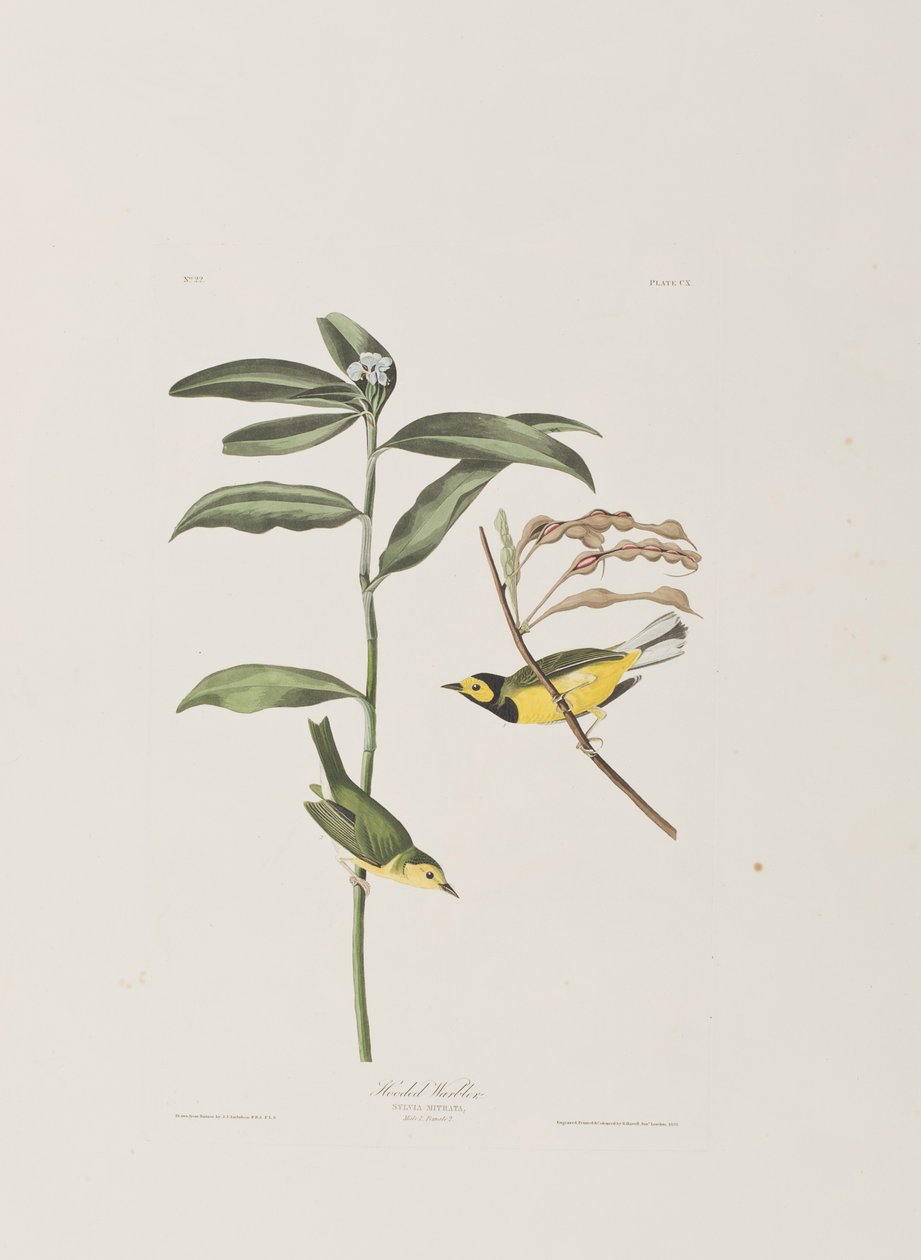 Illustration från "Birds of America" av John James Audubon