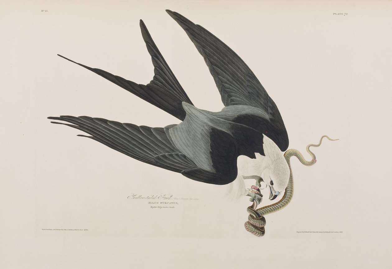 Illustration från "Birds of America" av John James Audubon