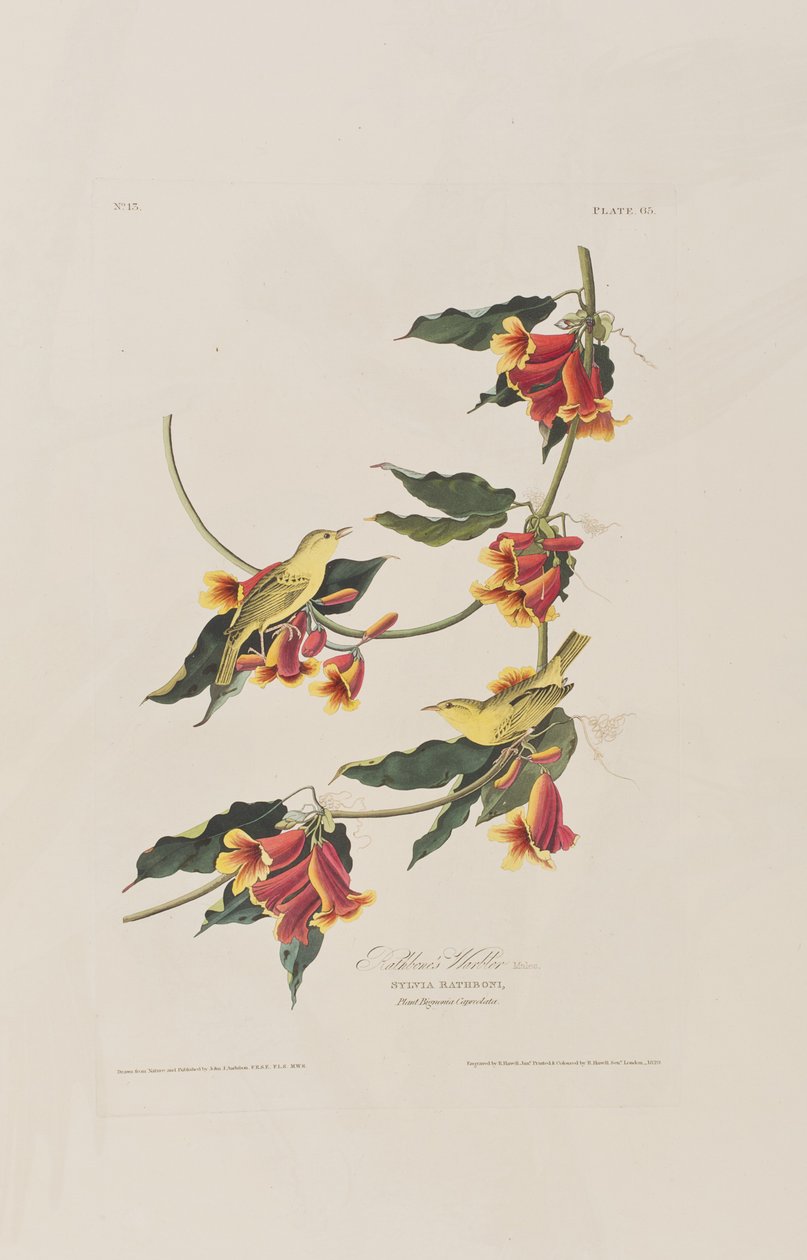 Illustration från "Birds of America" av John James Audubon