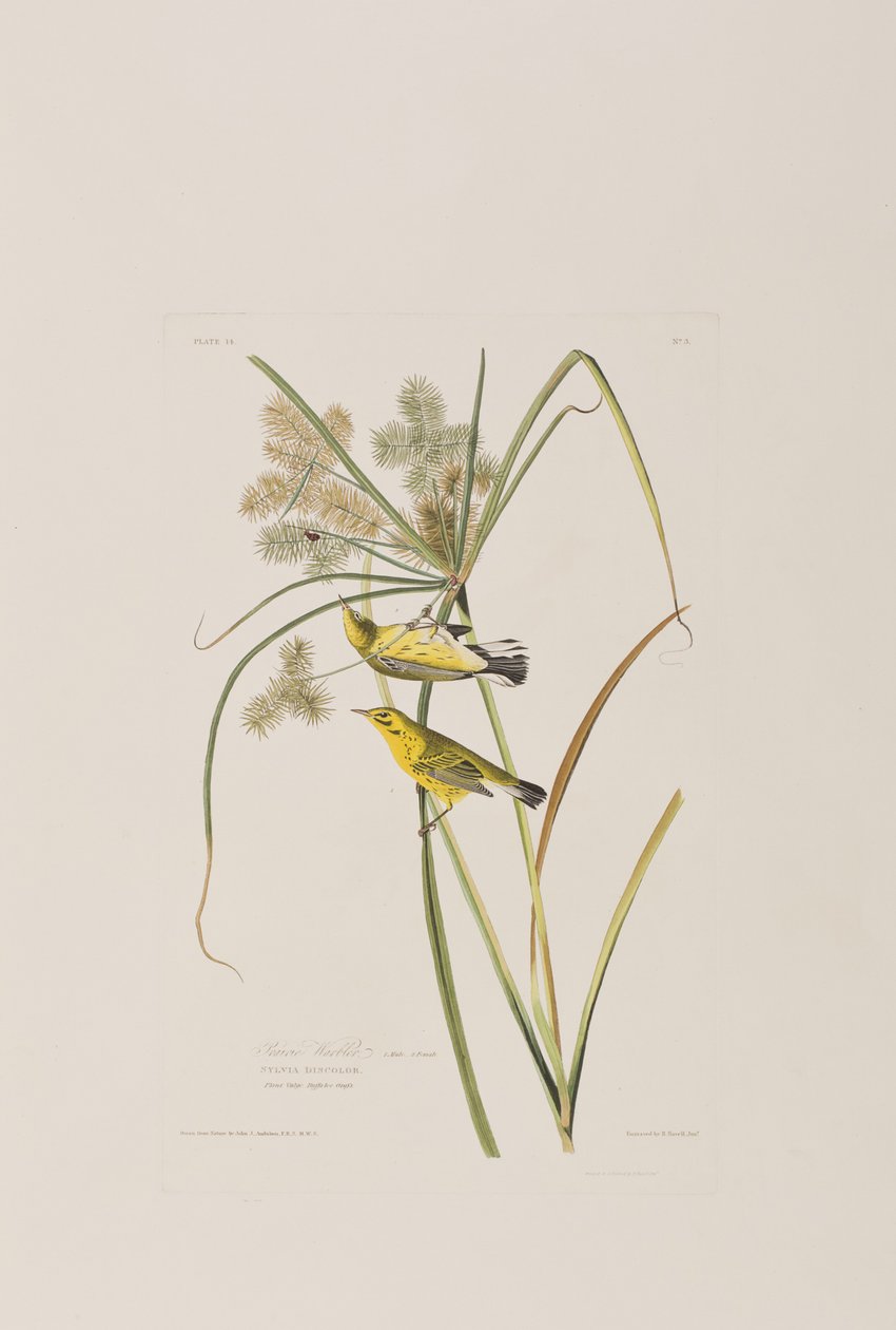 Illustration från "Birds of America" av John James Audubon