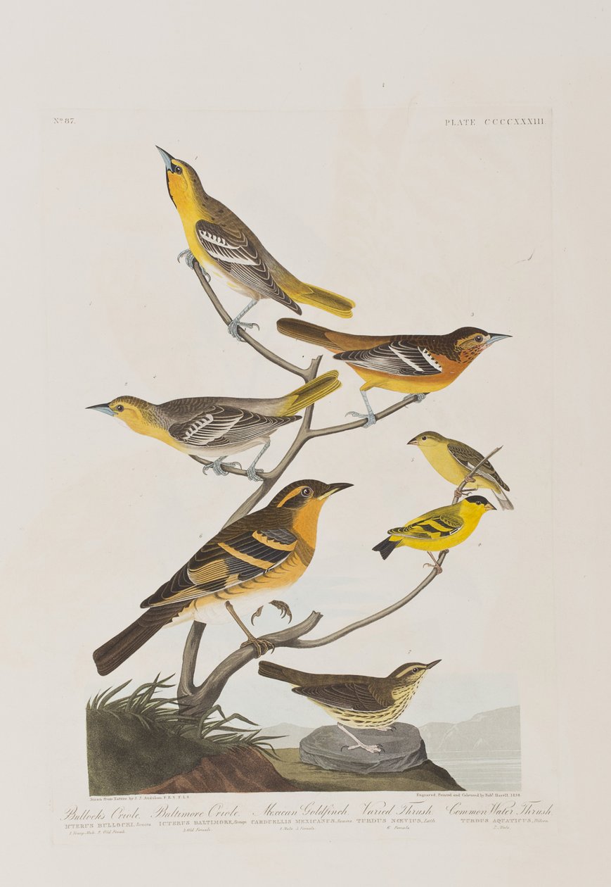 Illustration från "Birds of America" av John James Audubon