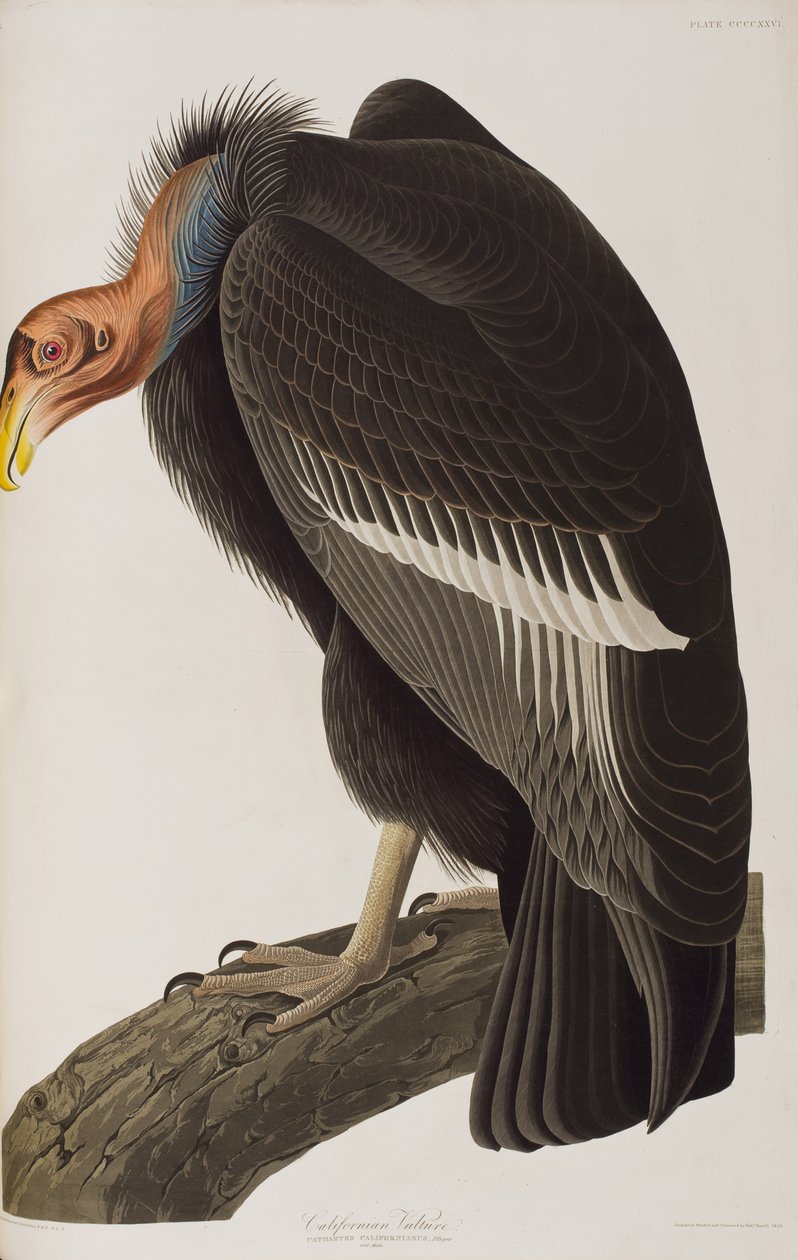 Illustration från "Birds of America" av John James Audubon