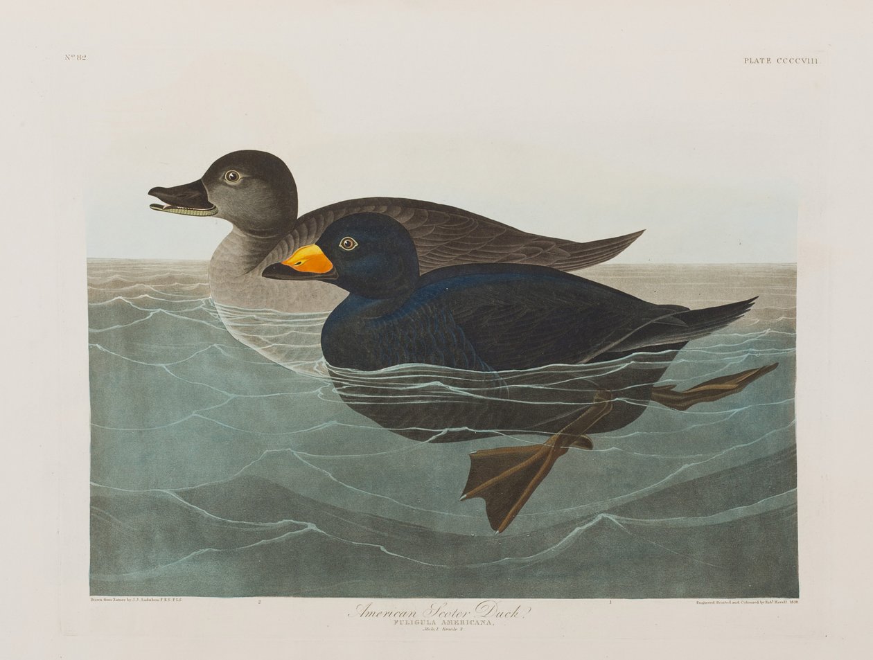 Illustration från "Birds of America" av John James Audubon