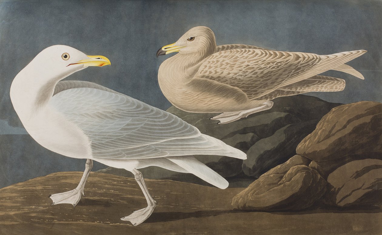 Illustration från "Birds of America" av John James Audubon