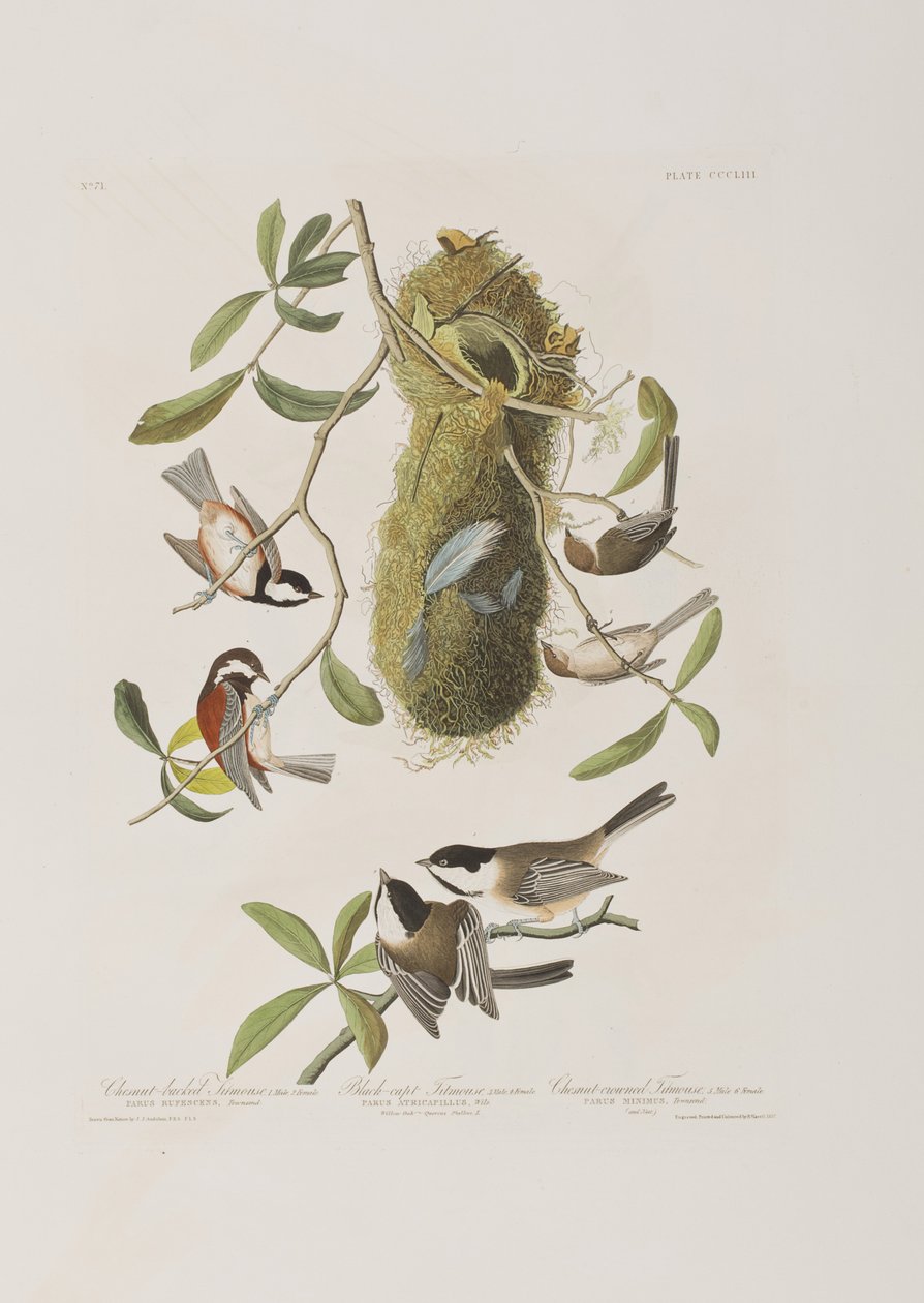 Illustration från "Birds of America" av John James Audubon