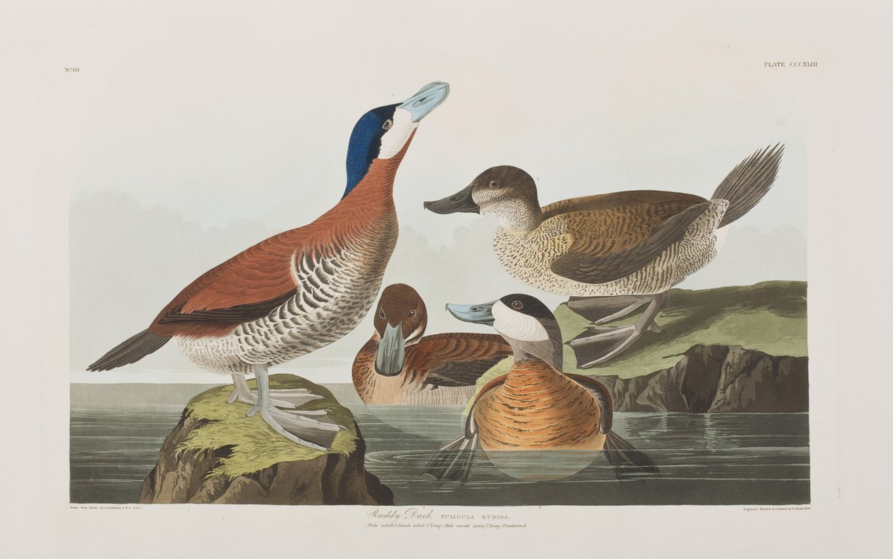 Illustration från "Birds of America" av John James Audubon