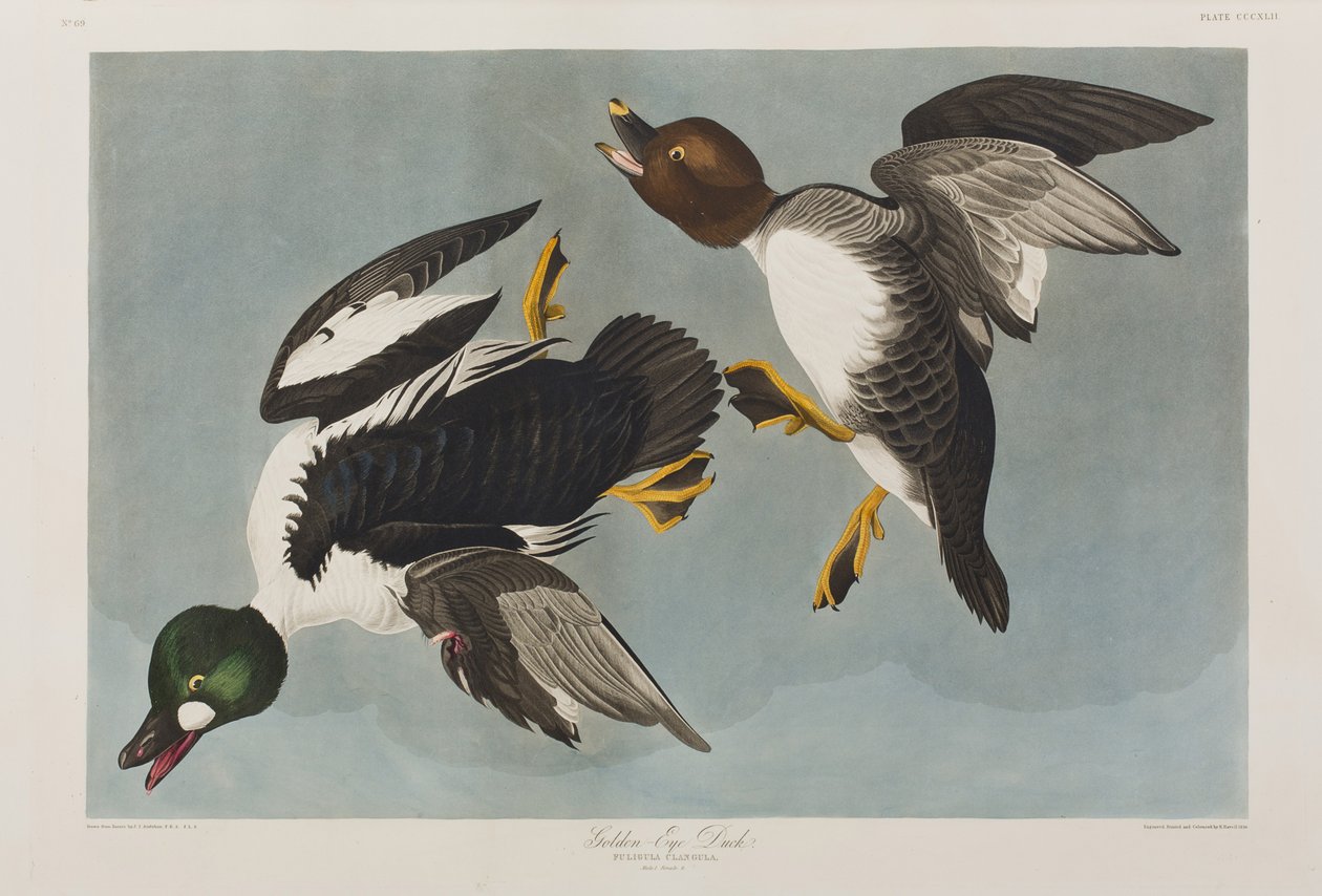 Illustration från "Birds of America" av John James Audubon