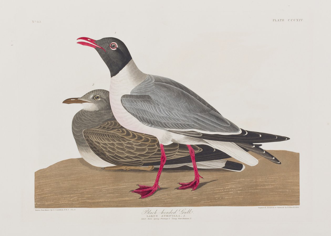 Illustration från "Birds of America" av John James Audubon