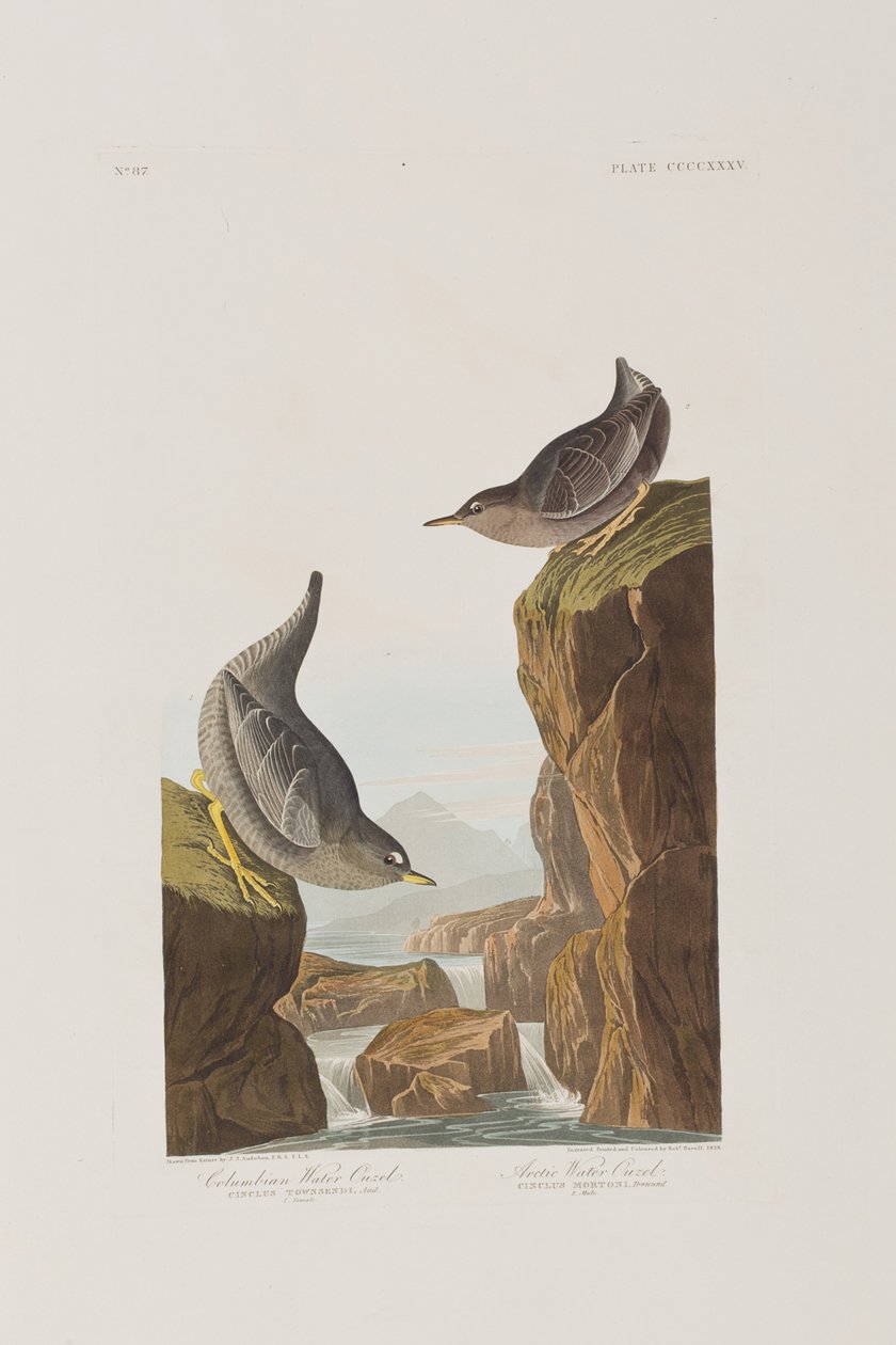 Illustration från "Birds of America" av John James Audubon