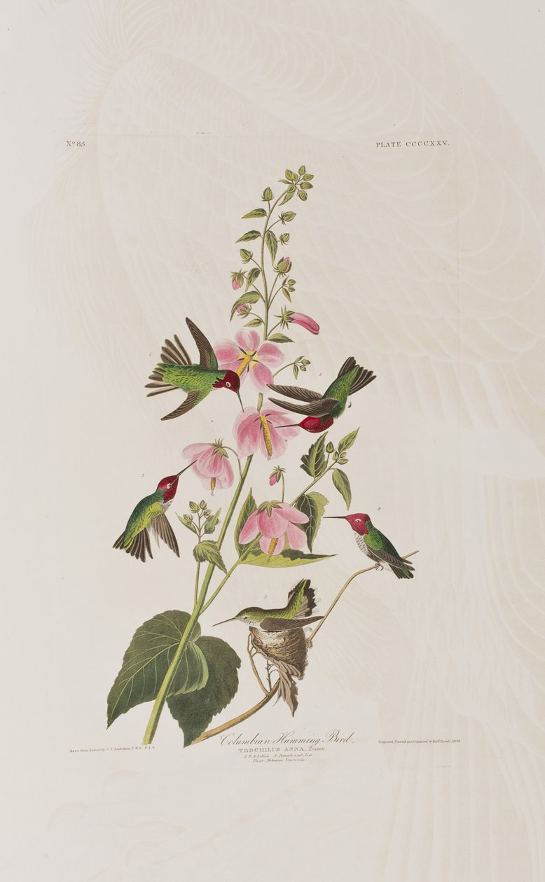 Illustration från "Birds of America" av John James Audubon