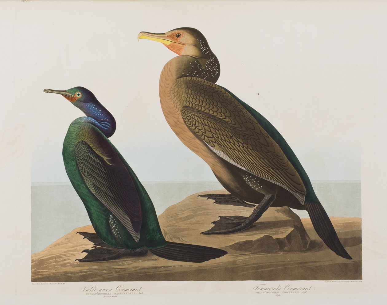 Illustration från "Birds of America" av John James Audubon