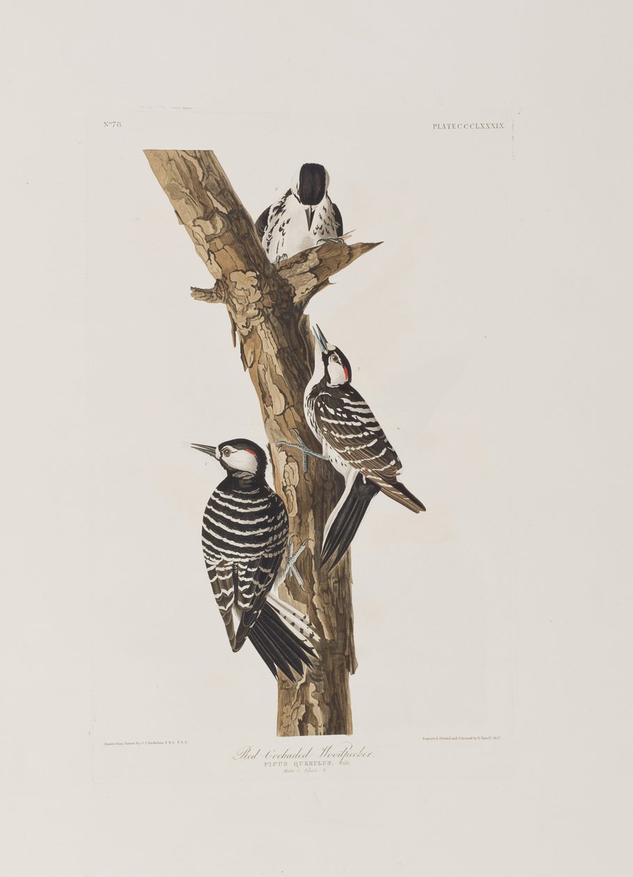Illustration från "Birds of America" av John James Audubon