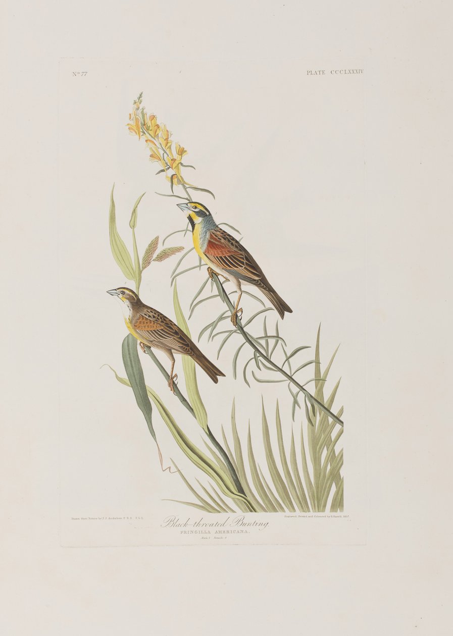 Illustration från "Birds of America" av John James Audubon