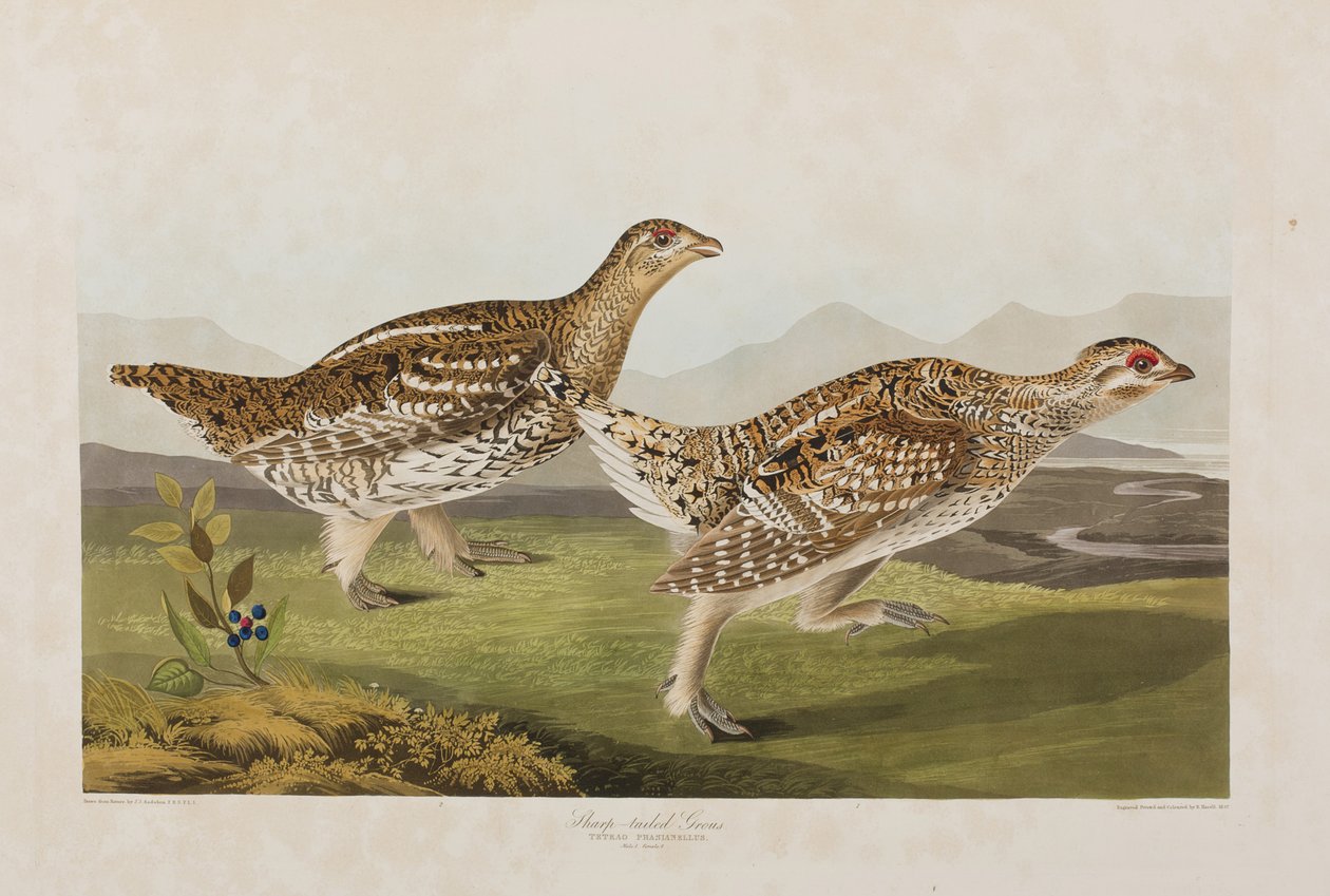 Illustration från "Birds of America" av John James Audubon