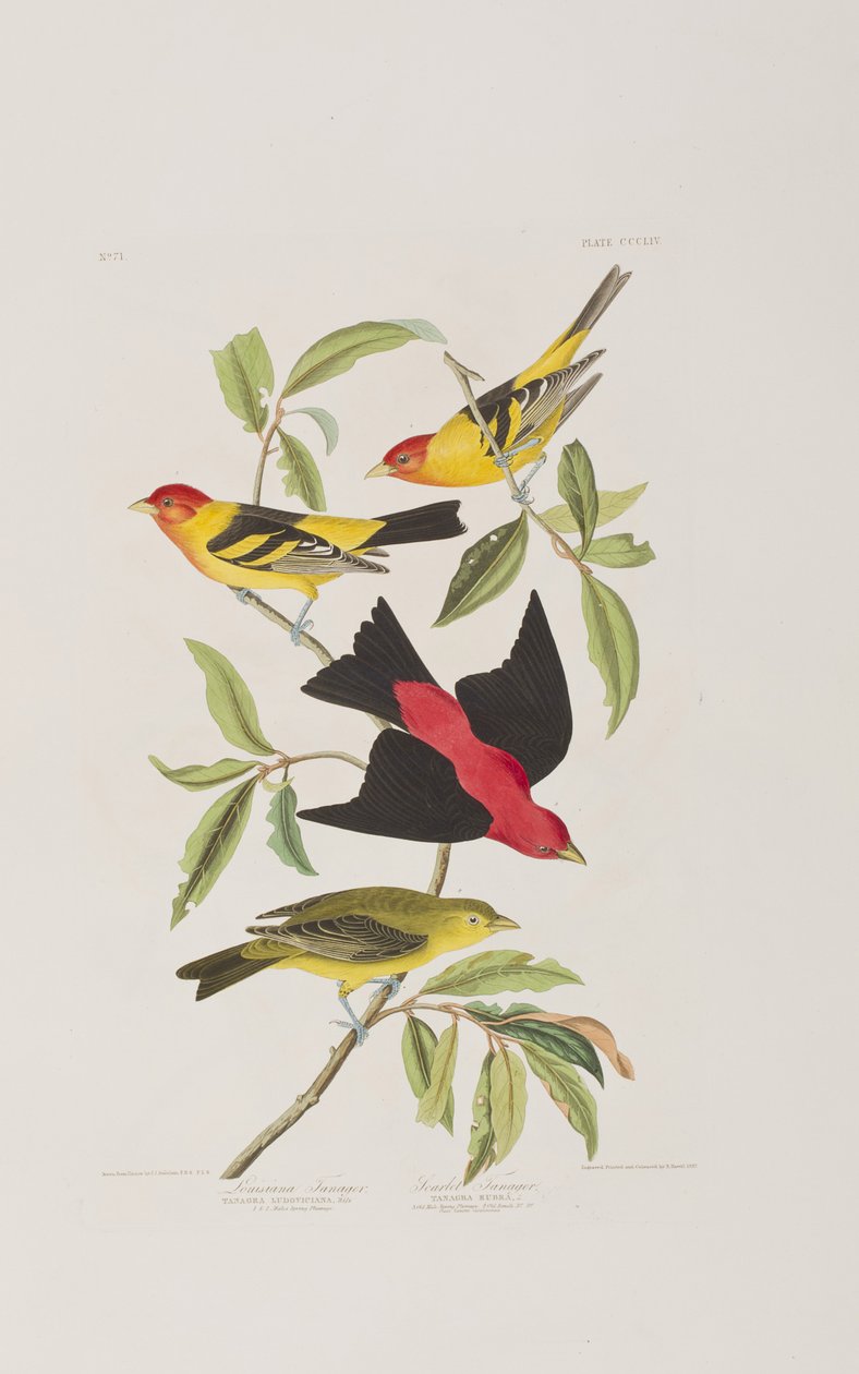 Illustration från "Birds of America" av John James Audubon