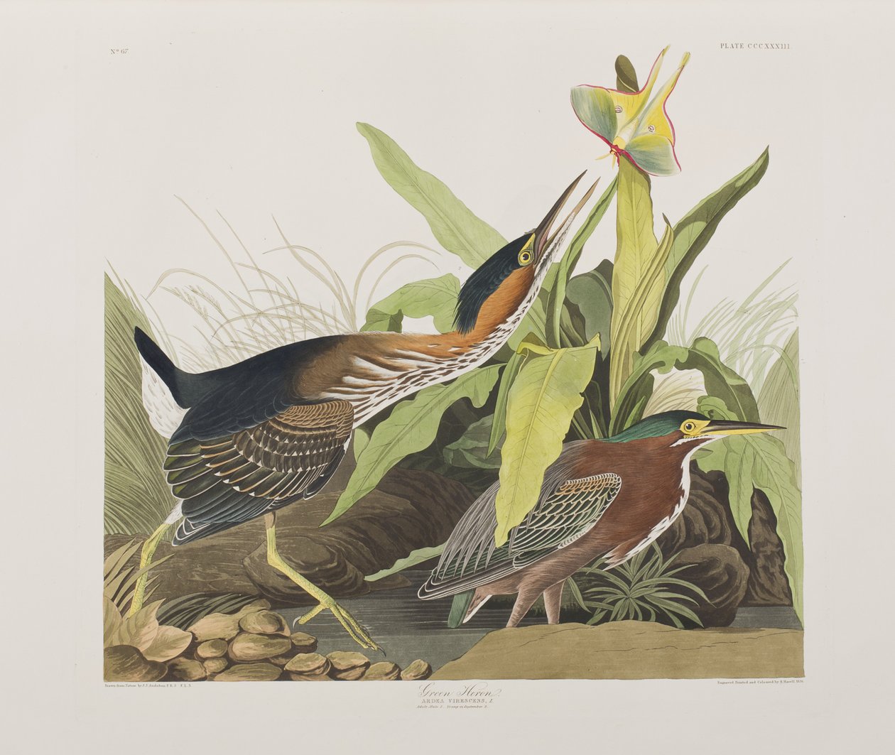 Illustration från "Birds of America" av John James Audubon