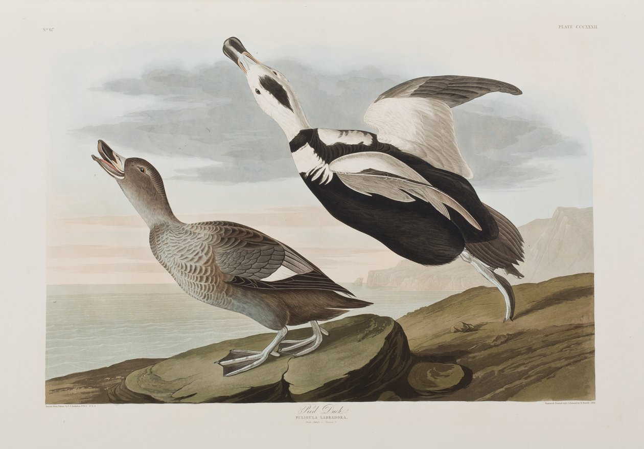 Illustration från "Birds of America" av John James Audubon