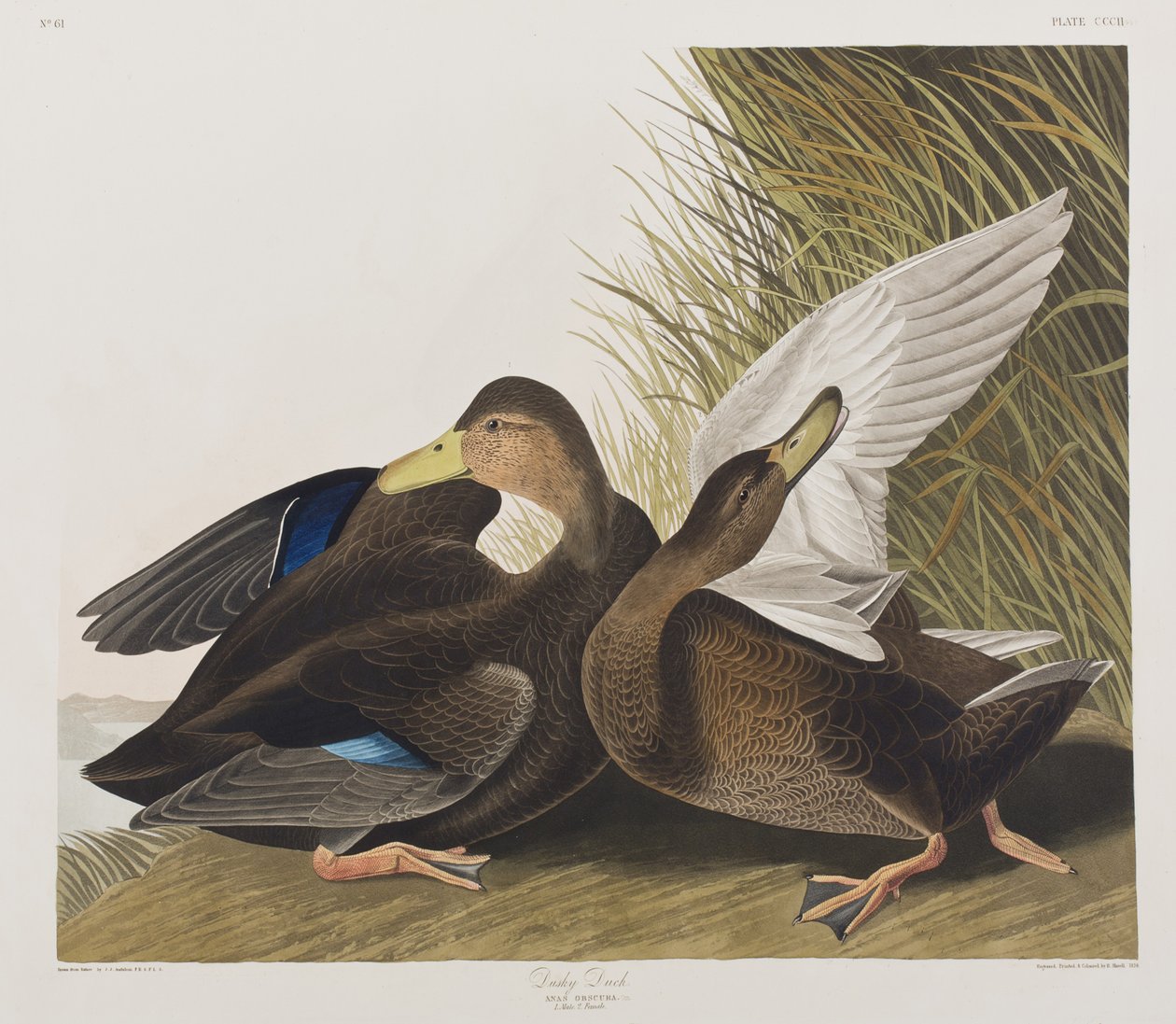 Illustration från "Birds of America" av John James Audubon