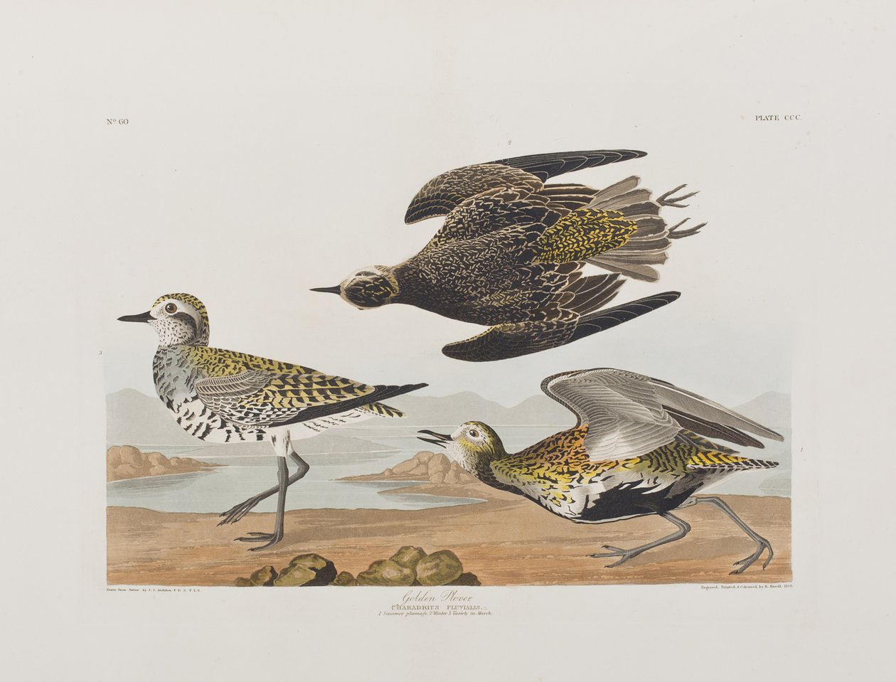 Illustration från "Birds of America" av John James Audubon