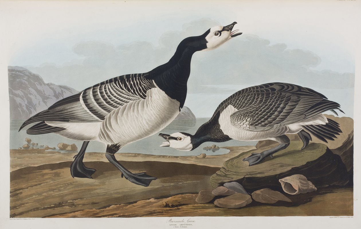 Illustration från "Birds of America" av John James Audubon