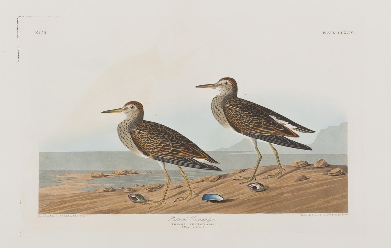Illustration från "Birds of America" av John James Audubon