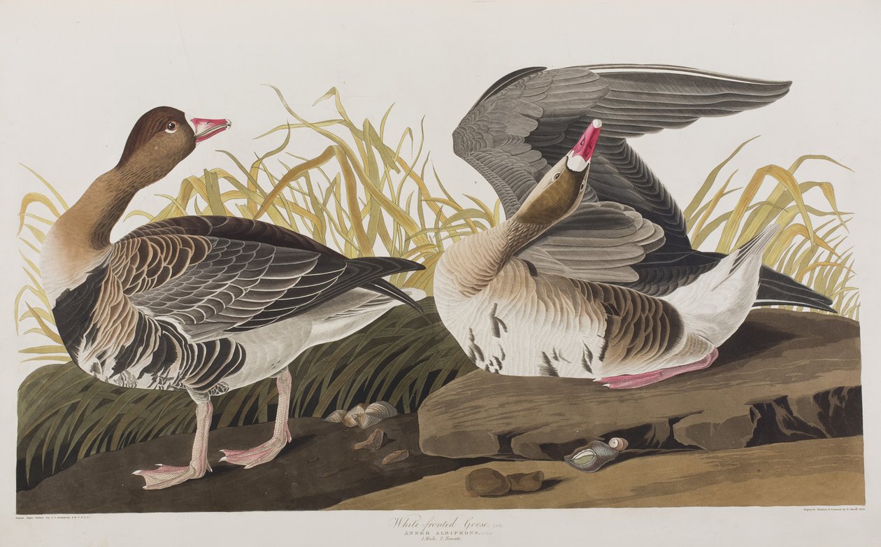 Illustration från "Birds of America" av John James Audubon