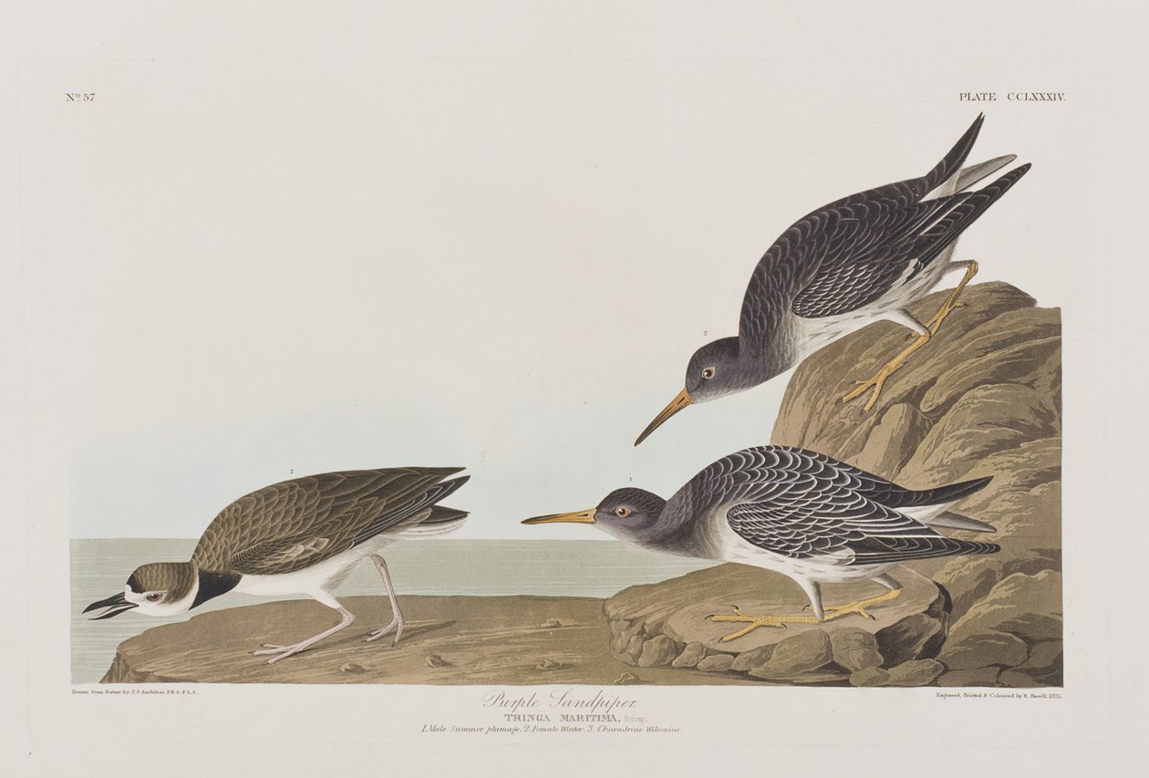 Illustration från "Birds of America" av John James Audubon