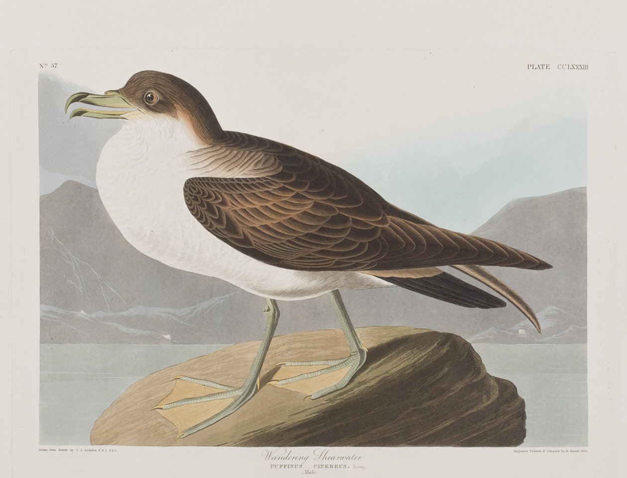 Illustration från "Birds of America" av John James Audubon