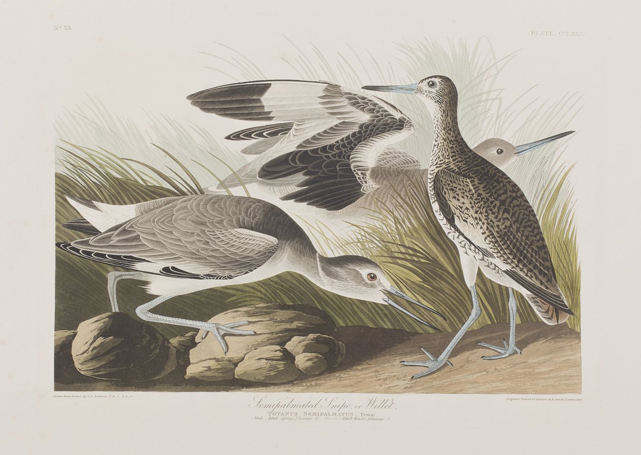 Illustration från "Birds of America" av John James Audubon