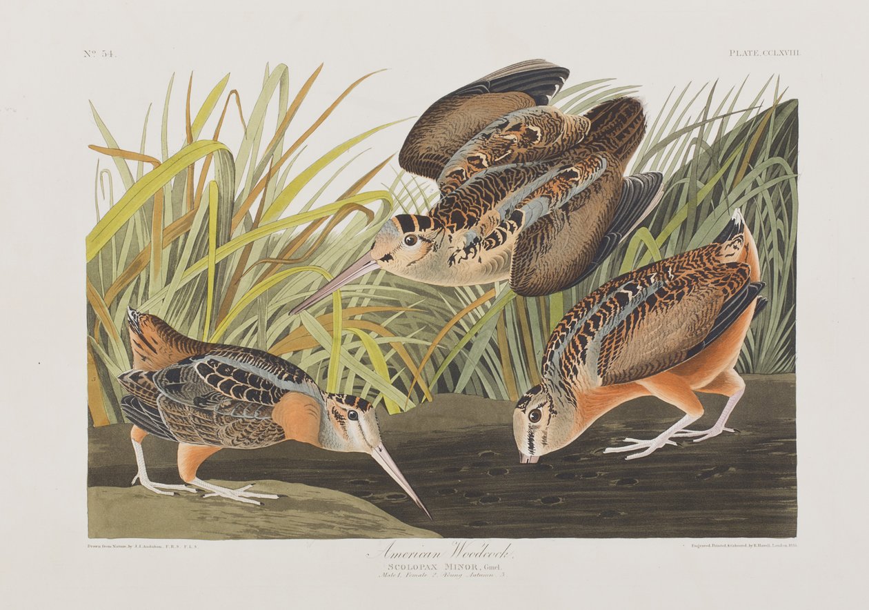 Illustration från "Birds of America" av John James Audubon