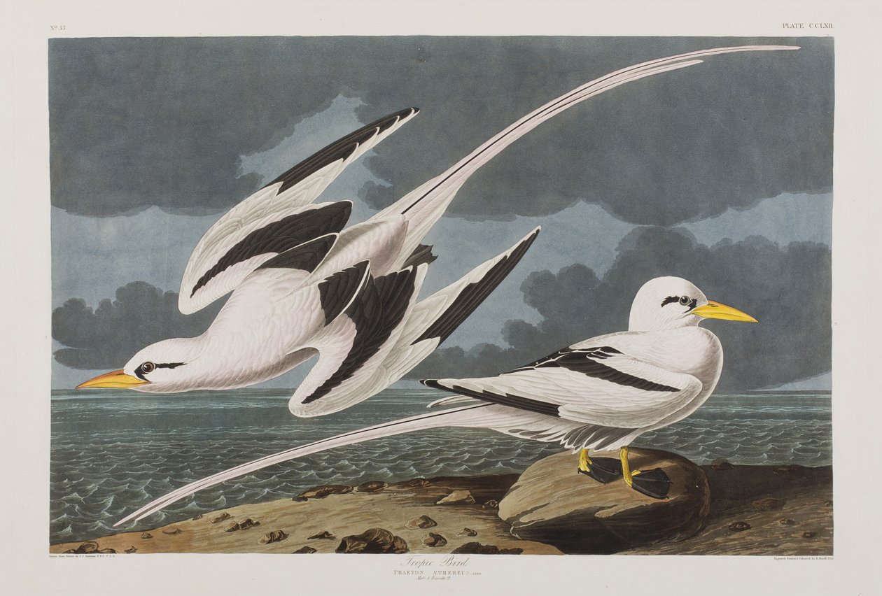 Illustration från "Birds of America" av John James Audubon