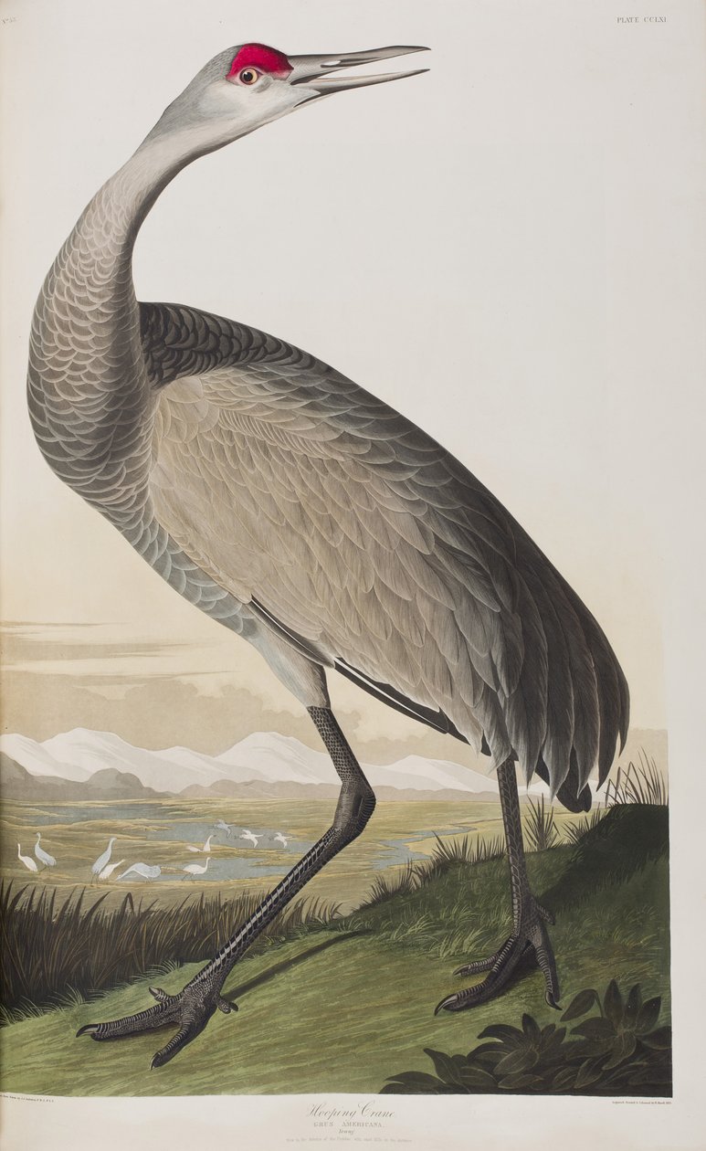 Illustration från "Birds of America" av John James Audubon
