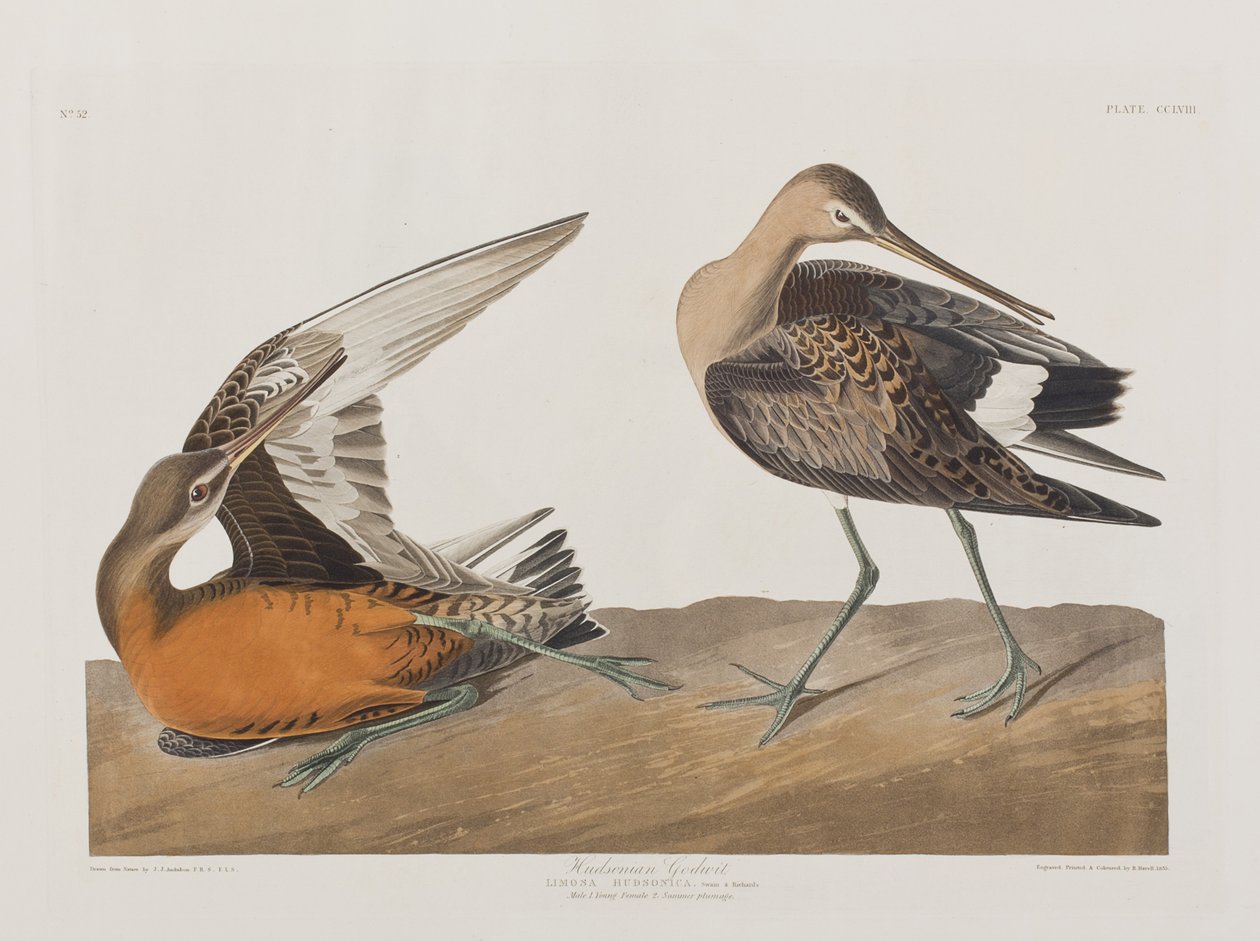Illustration från "Birds of America" av John James Audubon