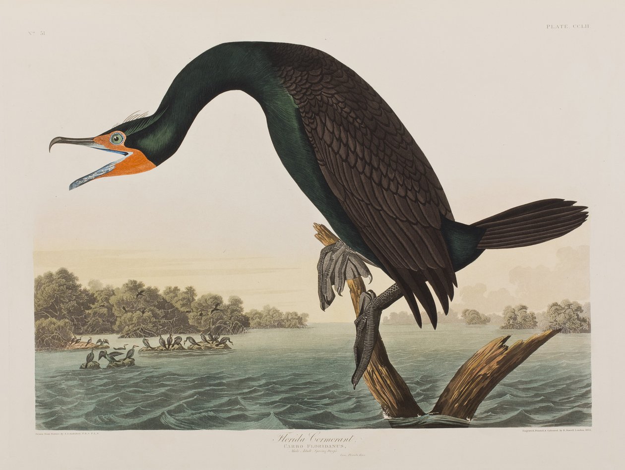 Illustration från "Birds of America" av John James Audubon
