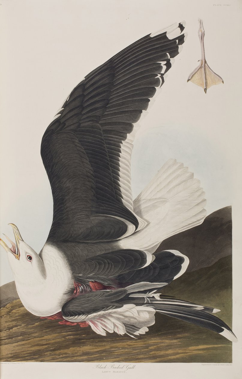 Illustration från "Birds of America" av John James Audubon