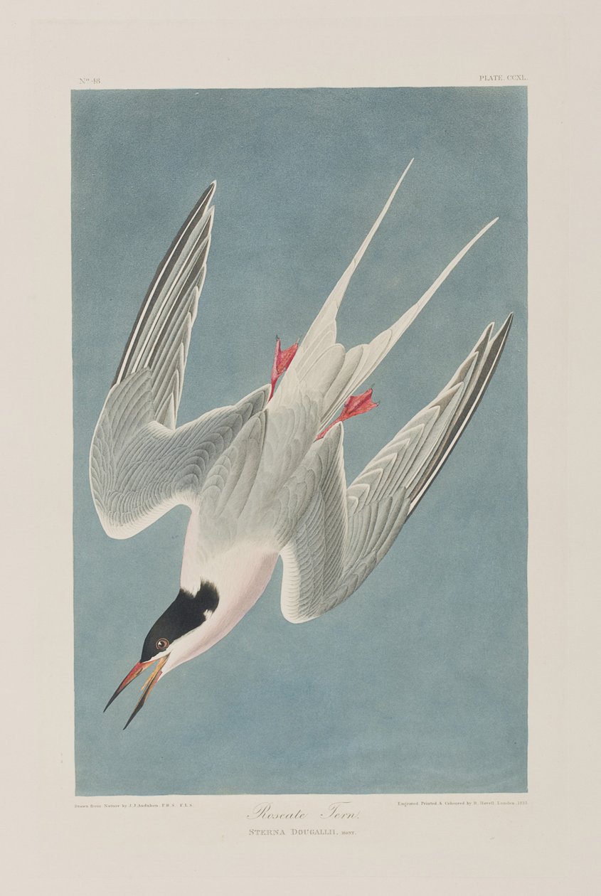 Illustration från "Birds of America" av John James Audubon