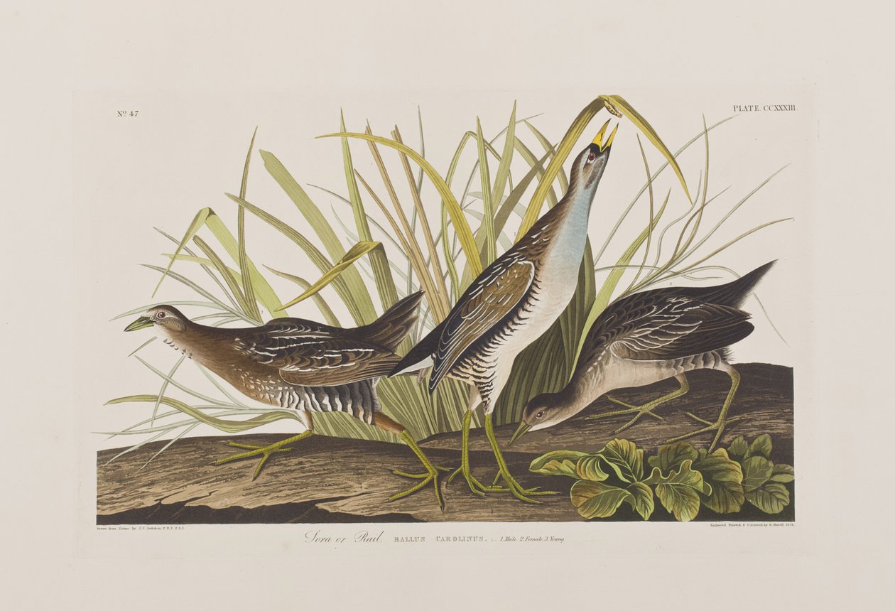 Illustration från "Birds of America" av John James Audubon