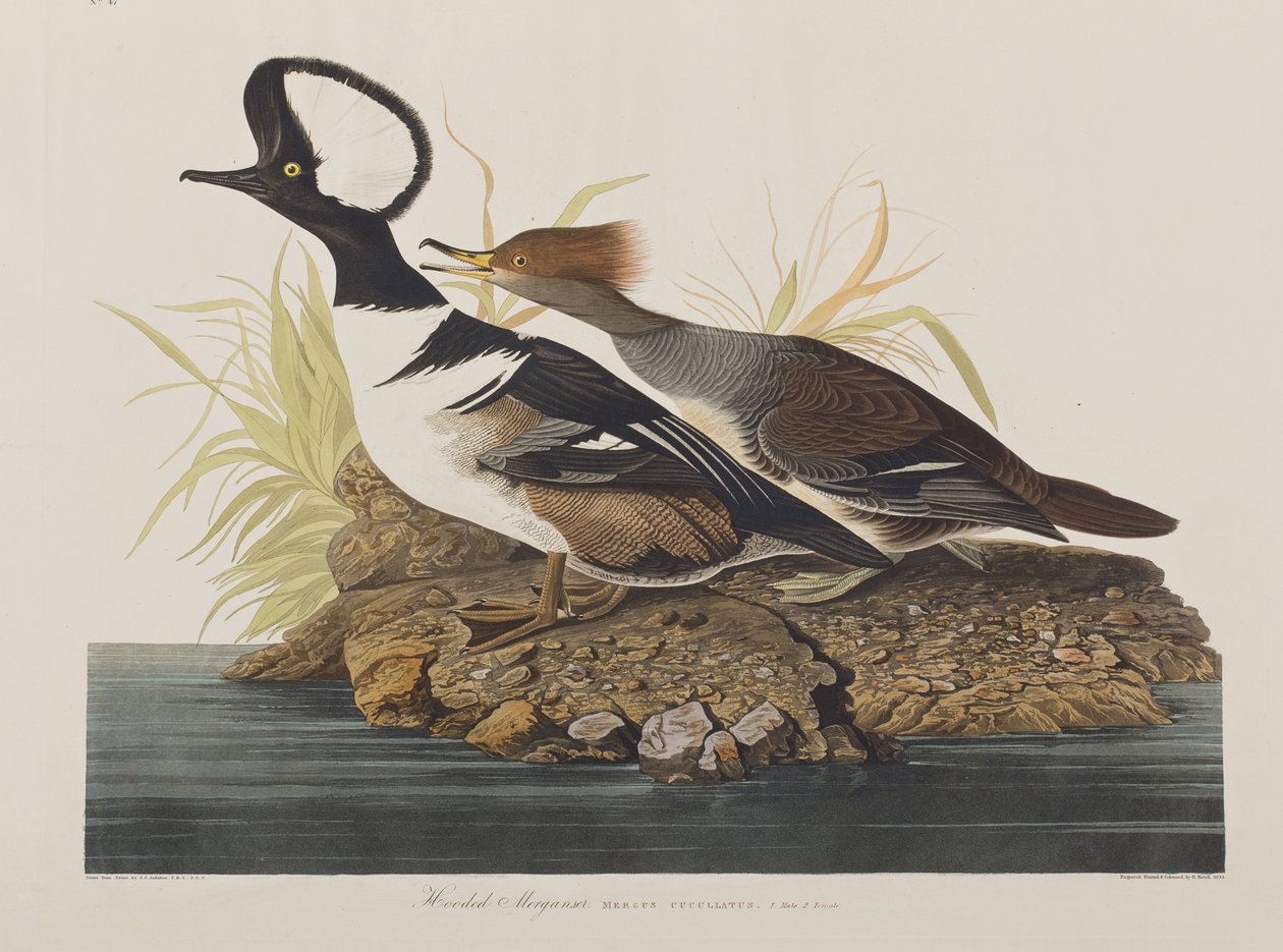 Illustration från "Birds of America" av John James Audubon