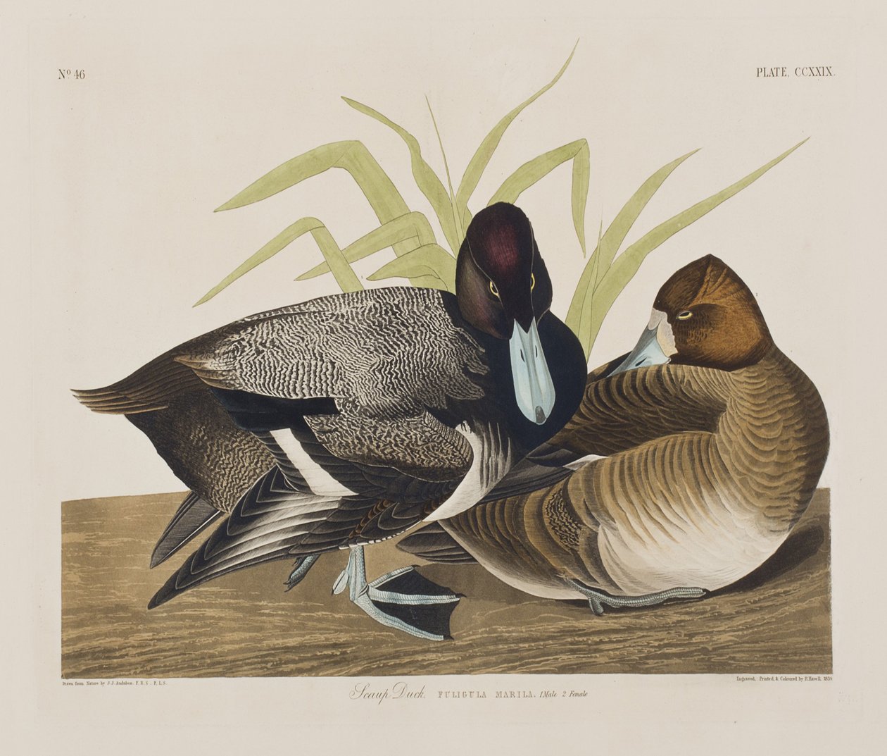 Illustration från "Birds of America" av John James Audubon