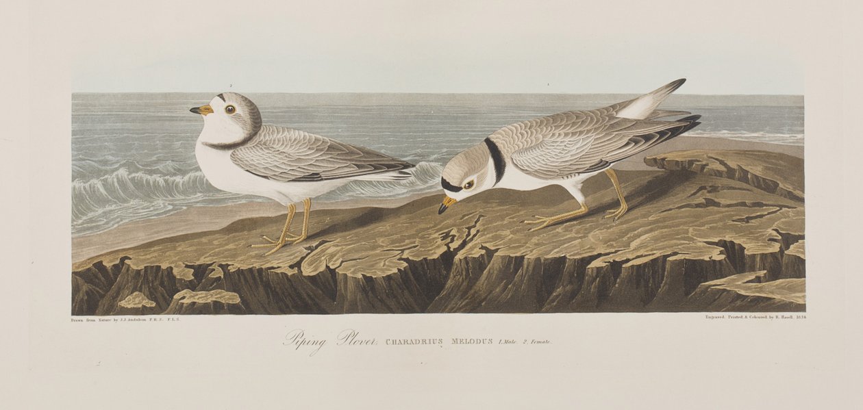 Illustration från "Birds of America" av John James Audubon