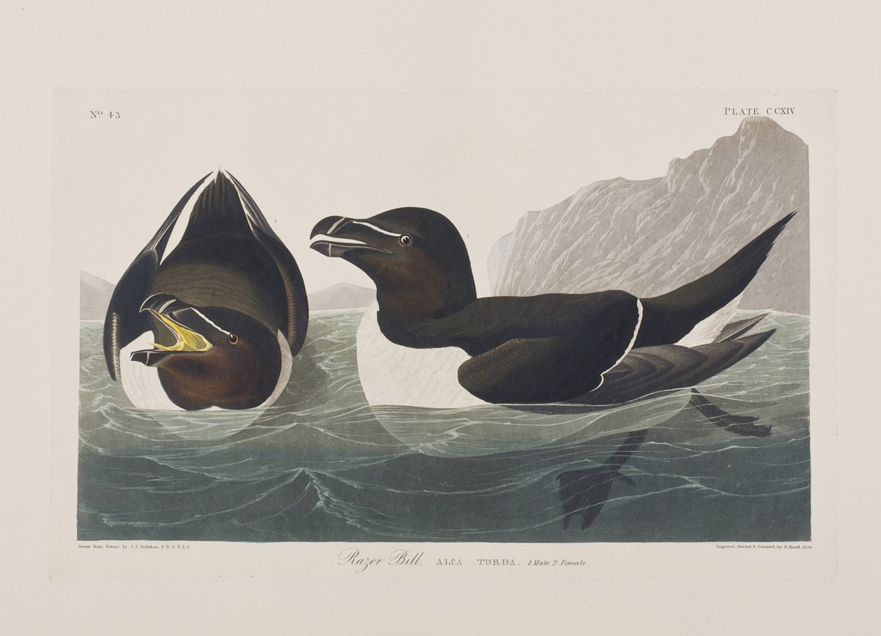 Illustration från "Birds of America" av John James Audubon