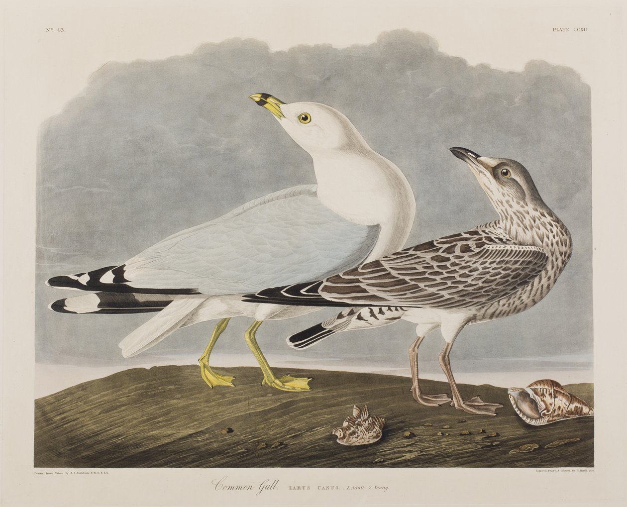 Illustration från "Birds of America" av John James Audubon