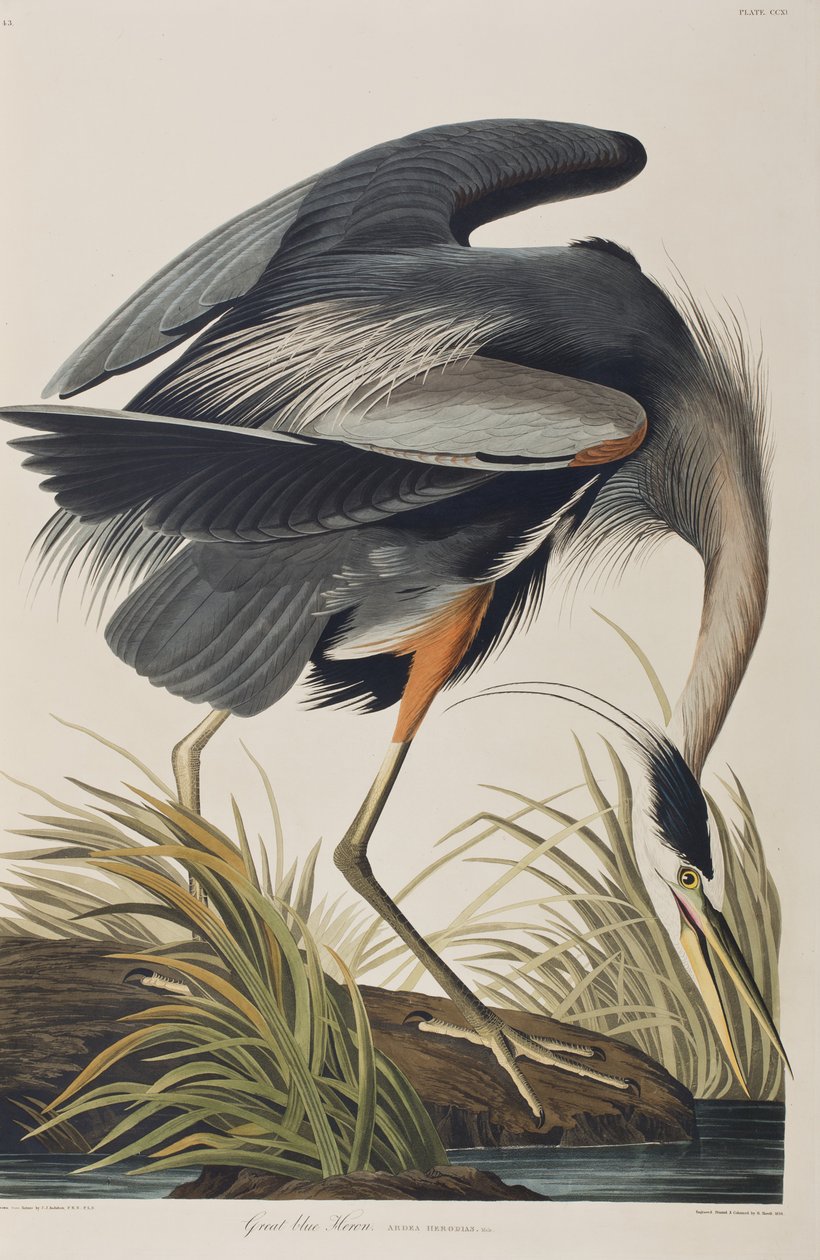 Illustration från "Birds of America" av John James Audubon
