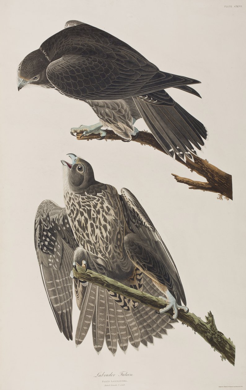 Illustration från "Birds of America" av John James Audubon